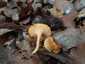 Narancsvörös rókagomba (Cantharellus friesii), Zemplén